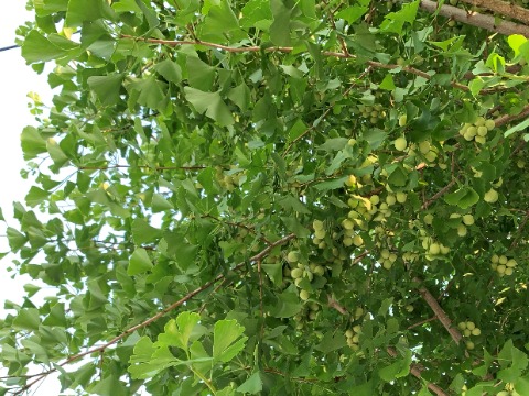 春日公園までのコースには、街路樹としてイチョウが植えられている区間が結構あります。　そういえばそろそろと思って見上げてみると･･･ありました！　わかりますかね？ギンナンがもうたくさん実っています。もちろん雌の木だけですけどね。