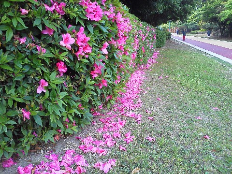 春日公園のツツジももうほとんど終わりです．花の終わりは寂しい景色が多いのですが，ここは落ちた花が一直線に集まってなかなかきれいでした．