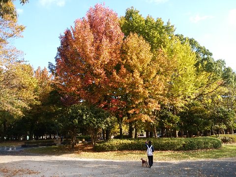 ランのあとスマホを持ってウロウロ。お天気が良くて紅葉に日が当たっていると、つい写したくなっちゃいますね。似たような写真が続いてますが悪しからず。