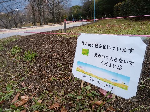 さて公園の周回路脇の花壇ですが、夏の向日葵、秋の秋桜、とご紹介してきました。　今度は何かな？と思ったら、菜の花だそうです。これから春へ向かっての成長を見るのが楽しみです。