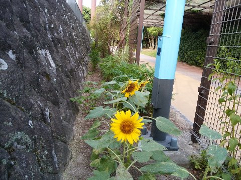 春日公園の向日葵は、他のところはもう抜かれてしまって、ここだけがまだがんばっています。