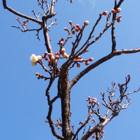 春日公園の白梅、何日ぶりかなのでもう満開？と思ったら、開いているのはまだほんのちらほらでした。　でもつぼみはもうたくさんふくらんでいるので、この暖かさできっと次々に開いてくれることでしょう。