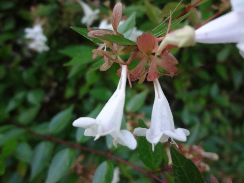 この花は，公園内のあちこちにあるアベリア（ツクバネウツギ）ですが，花の付け根に細長い穴があいているのがわかりますか？　これは，クマバチが花の蜜を吸うために開けた穴なんだそうですよ．