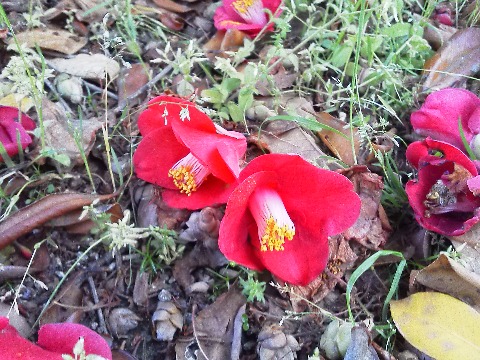 ツバキの花は，花びらがバラバラに落ちるサザンカと違って，花びらの根元がくっついているので花ごとボトッと落ちますね．昔の武士は，首が落ちるようで縁起が悪いと嫌ったそうです．でも，落ちた状態でもこのようにまだ充分風情があって，目を楽しませてくれます．