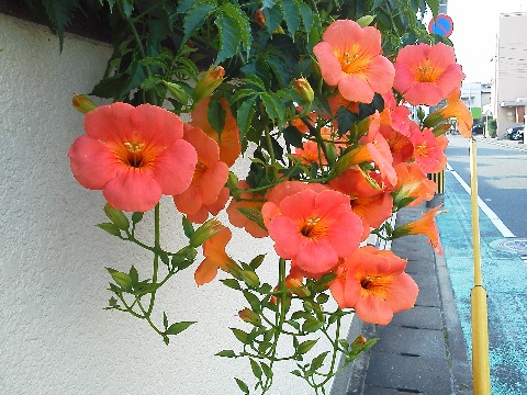 朝ランコースの途中に咲いているこの派手な花はノウゼンカズラです．去年名前を教えていただいたので，今年はちゃんと名前付きでアップできます･･･