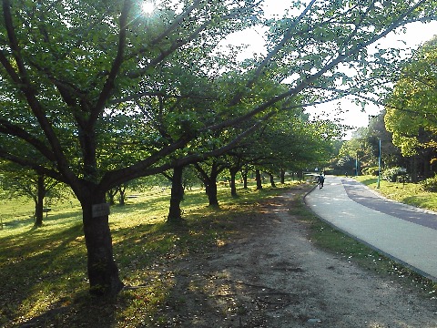 春日公園の桜は,若葉がだいぶ大きくなりました.花殻も落ちてしまって,すっかりリューイーソー,緑一色です.