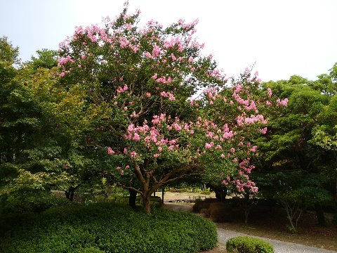 自然風公園の百日紅が、去年よりは遅いようですがきれいに咲いています。
