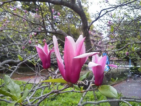 これはシモクレン(紫木蓮)の花です.先日の春日ダッシュ朝ランに参加された方は,ミニ撮影会みたいになったので場所はおわかりですね.周回路の1400m過ぎあたりです.白い花のハクモクレン(白木蓮)もありますが,本来はモクレンというのはこのシモクレンのことだそうですよ.