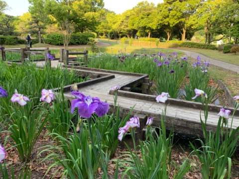 春日公園にはこんな一角もあります。菖蒲？アヤメ？カキツバタ？　横着して調べてませんが、どれかでしょう。　以前、ラン仲間と大宰府まで走って菖蒲園を観たことを思い出します。