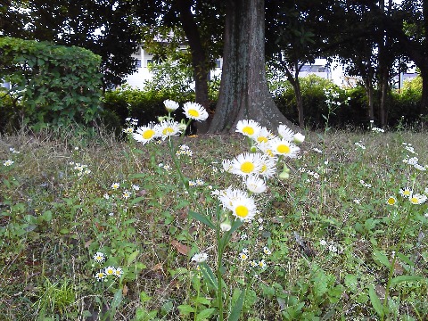 今回の春日公園の写真は,少し前に撮ったものです.野草なので,もうすっかり刈り取られてしまいました.たぶんヒメジョオン(姫女苑)だと思います.が,ハルシオン(春紫苑)との見分けがちょっと自信なしです.