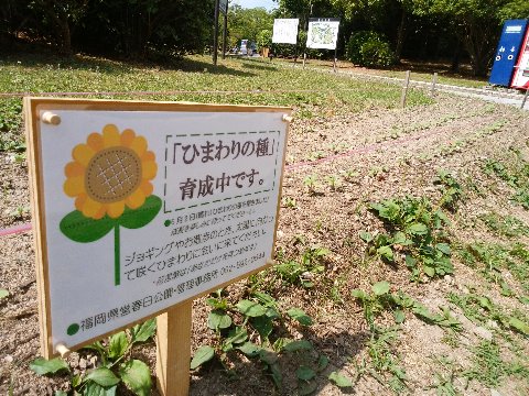 周回路脇のこのスペース、先日から花の終わったコスモスやチューリップを抜き取って元肥を入れたりされていて、次は何かな？と気になっていましたが、向日葵のようですね。まだ双葉が出たばかりですが、これからの成長が楽しみです。