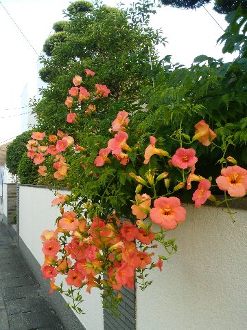 ま、そんなことにはお構いなく、花は咲きます。これもたぶん毎年アップしている凌霄花です。「霄（そら）を凌ぐ花」で、高いところによじ登ることによる命名だそうですが、これでノウゼンカズラは難読ですよね。