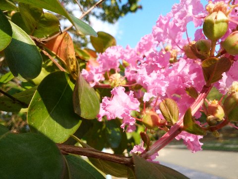 「春日公園の花はどうなってるの？」との声もいただきましたので、ネタ不足の中、がんばりましょう。　先日ある先輩さんから、百日紅の花をアップで見たらきれいだよ、と教えてもらいました。一つの花は１センチくらいの大きさしかないのですが、すごくフリルの効いた花びらがたしかにきれいですね。