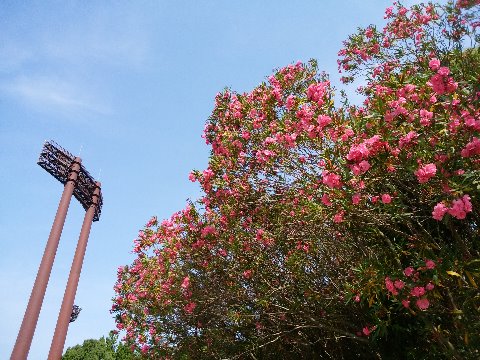周回路脇では、夾竹桃が満開で青空に映えていました。
