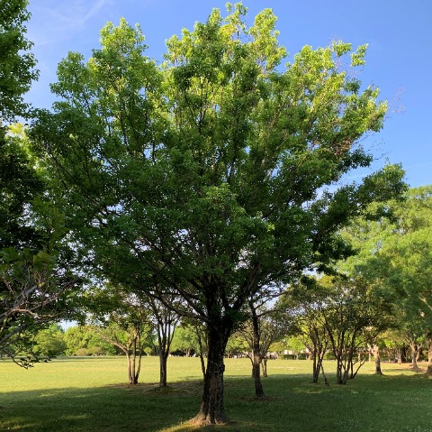 春日公園には、種類も数もたくさんの樹々があります。素人の私でも分かる範囲で、自分の勉強のために時々ご紹介したいと思います。　これは唐楓です。楓という名前ですが葉っぱは、切れ込みで５つではなく３つに分かれています。紅葉がきれいなのはやっぱり楓ですね。