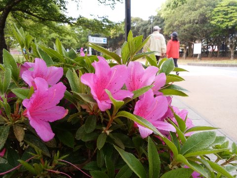 春日公園の平戸躑躅は、全体的にはもう盛りは過ぎていますが、中にはまだこんなきれいなところもあります。