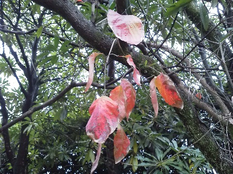 ハナミズキは,花もきれいですが秋の紅葉も楽しめます.たぶんもう少し早い時季のほうが鮮やかなので,来年の課題としましょう.