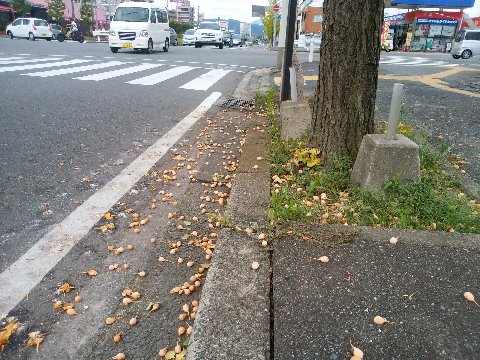 公園への途中では、街路樹のイチョウの樹からもうギンナン（銀杏）が落ち始めています。実をつける雌の樹は少ないのですが、この樹は毎年盛大に実を落とします。
