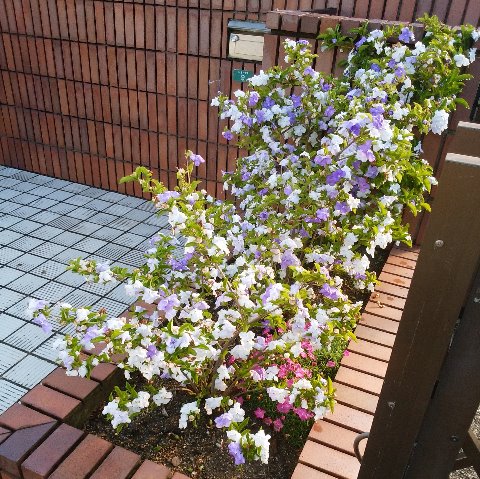 この花は、春日公園ではなく途中のよそのお宅です。過去に２回くらいアップした気がしますが、好きな花だし、友人が教えてくれた名前も印象的なので今年もご紹介します。　以下の講釈も毎回同じですが悪しからず。　匂蕃茉莉という名前は、匂（香り）があり蕃（外国）からの茉莉（ジャスミン類）の意味で「香りのある外国からのジャスミン」を意味するそうです。ただしジャスミンではないですけどね。　そして、紫と白の花が咲いていますが、咲き始めは濃い紫色なのがだんだん薄くなって最後は白色になるんですよ。