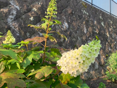 これは柏葉紫陽花（カシワバアジサイ）です。去年までも途中のお宅に咲いているのをご紹介しましたが、今年は公園内のたっち花壇に植えてもらったようです。円錐形の花が目立ちます。