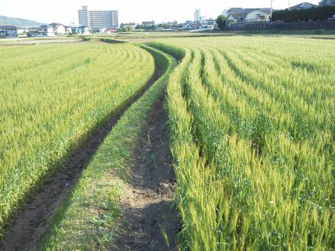 コース脇の田んぼ?では,麦の穂がもう色づき始めています.麦の秋ももうそんなに遠くないことでしょう.