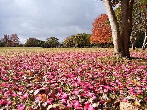 春日公園の足元では、昨日の黄金色に続いて今回はピンク、サザンカ(山茶花)の花びらを敷き詰めた絨毯です。