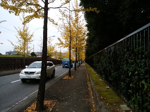 これまた毎年この季節の定番シーンですが、春日公園横の道路のイチョウ並木の黄葉が真っ盛りです。