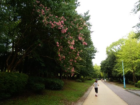 周回路沿いでもあちこちでサルスベリ(百日紅)が真っ盛りです。ここが一番きれいかな。