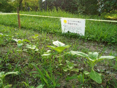 周回路の脇で、ヒマワリ（向日葵）の苗が育っています。今からで大丈夫なの？とちょっと心配でしたが、日に日に大きくなっているようなので、ちゃんと夏のうちに花を咲かせてくれそうです。