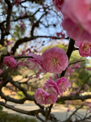 そんなことには関係なく梅花は美しく咲いています。 白梅、紅梅と来たので今日は桃色です。ちとしつこいですかね。