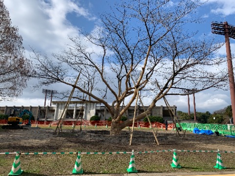 さて前回ご紹介した桜の大木ですが、前の場所から今度は周回路の内側にお引越ししてました。　全身を覆った巻き縄がちょっとミイラみたいで痛々しくもありますが、たくさんのつっかい棒や大きな水鉢で手厚く手当てされているので、きっと新天地でもしっかり根を張ってきれいな花を咲かせてくれることでしょう。