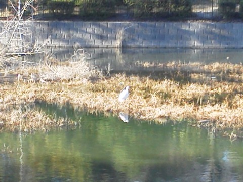 この写真は,公園内の池にいた白サギです.スマホで望遠はちと苦しい・・・