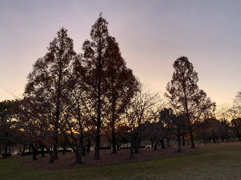 お日様が顔を出す直前の春日公園。シルエットがきれいでした。