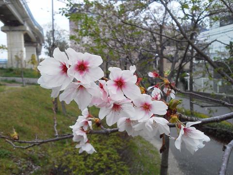 この写真の通り，なるほどもう付け根の色がすっかり濃くなっています．たぶんこの土日の春の嵐で散るのでしょうね．