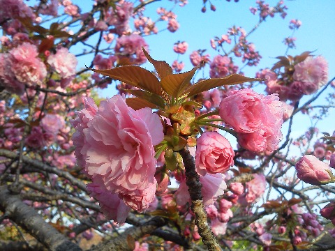 春日公園でも,クローン・ソメイヨシノはもう一斉に散ってしまいました.これでもう桜は終わり・・みたいな雰囲気ですが,どっこいまだこれから満開を迎えそうな他の品種の桜もあります.時差で出勤してくる桜も,気付きにくいですけどお忘れなく!
