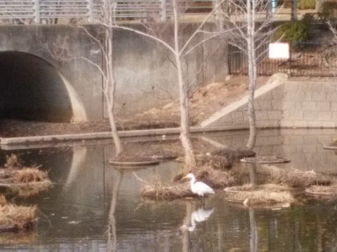 さて春日公園の菖蒲池、先日ご紹介したとおり布袋葵が一掃されて見違えるようになりました。　それで以前からいた鷺がどうなったか心配でしたが、今日見かけました。無事だったようですね。