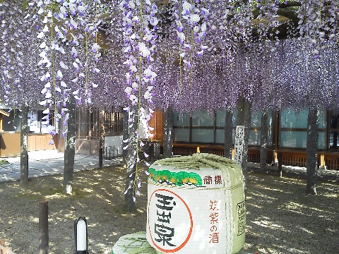 藤の花がなぜか酒樽とツーショットですが・・・