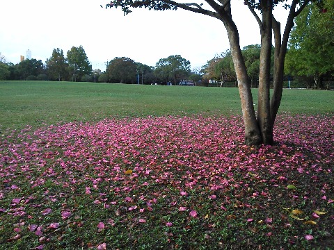 落花狼藉という言葉はありますが,落花静寂なんてありません.でもちょっとそんな言葉が似合いませんかね? 山茶花(さざんか)です.