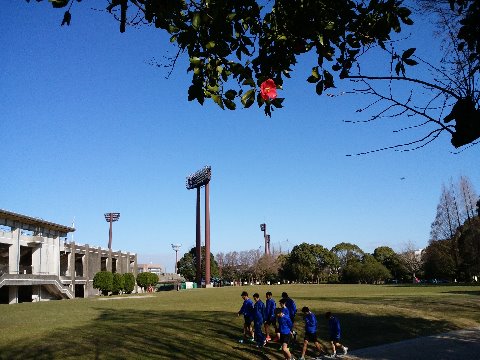 でもお天気は良くて気持ち良かったです。その青空を背景に椿が一輪。