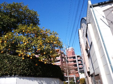 これはうちの近くのよそ様のお宅ですが、八朔かな、たわわに実った果実がきれいです。