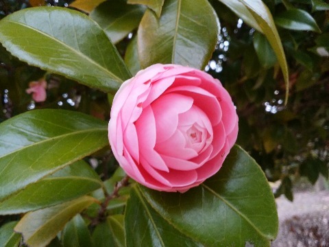去年は盛りの花をアップしたので，今年はまだ開きかけのものにしましょう．タイのフルーツカービングのような花だと思いませんか？
