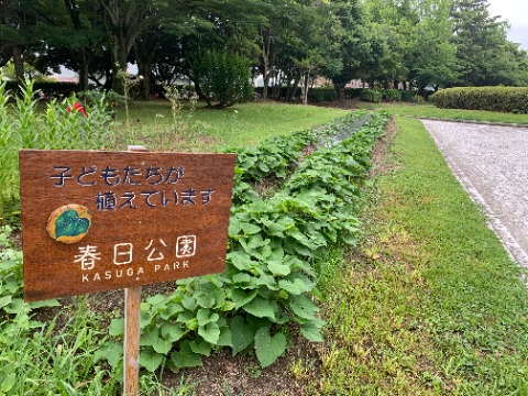 周回路脇の花壇では今年もサツマイモが元気に育っています。 今年は例年よりもたくさん植えられたようです。