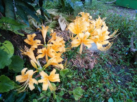 ということはお彼岸です。この写真は数日前のものですが、今日ご紹介しましょう。公園への途中で見つけたヒガンバナ（彼岸花）です。白色はたまに見ますが、黄色は珍しいでしょ？