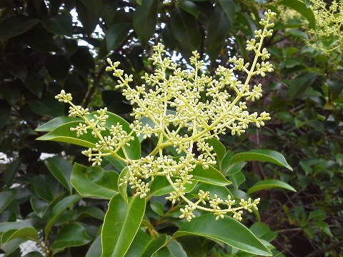 さてこれは,ネズミモチ(鼠黐)の花です.これだけ見るとピンとこないかもしれませんが,大きな樹の外側にたくさん咲いているので遠くからでも目立ちますよ.