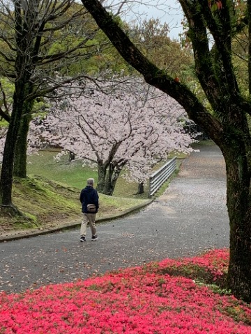 しばらく彩りの乏しかった公園も、あちこちにカラフルな被写体が見られて目移りがします。 もちろん桜が今の主役ですが、もうクルメツツジもしっかり咲いています。 このあとヒラドツツジも加わって、次の主役となることでしょう。