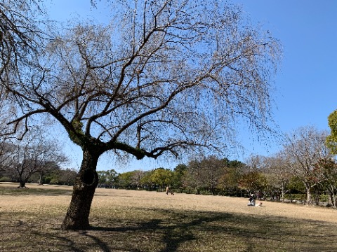 日差しを浴びた芝生広場には親子連れの皆さん。 (たぶん)しだれ柳はまだ枯れ枝でももう春の気配を感じます。