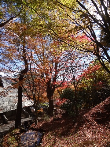 ここは,辻が花で有名な久保田一竹美術館の庭です.紅葉が見事でした.