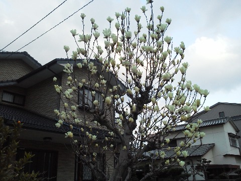 途中のお宅の庭にある白い花です.たぶんハクモクレン? 単に白いモクレンというわけじゃなくって,別の種類だそうですね.