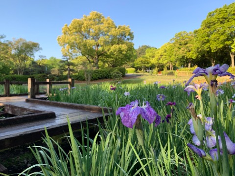 自然風庭園では、ショウブが咲いています。　花びらの付け根に網目状の模様があればアヤメですが、黄色い模様ならばショウブとのことなので、これはきっとショウブでしょう。