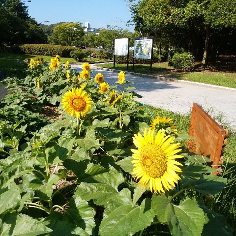 例の周回路脇の花壇では、子どもたちが育てている向日葵がもう咲いています。例年より花が大きい!